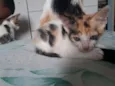 Pintadinha