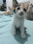 Pintadinha