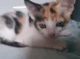 Pintadinha