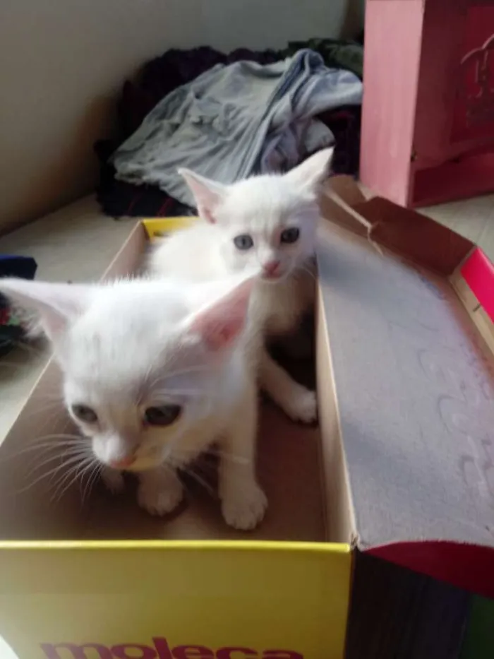 Gato raça Não definida idade Abaixo de 2 meses nome Recebido não tem nom