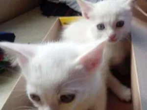 Gato raça Não definida idade Abaixo de 2 meses nome Recebido não tem nom