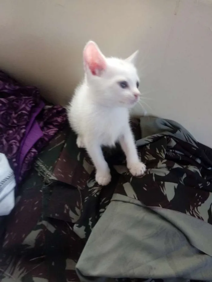 Gato raça Não definida idade Abaixo de 2 meses nome Recebido não tem nom