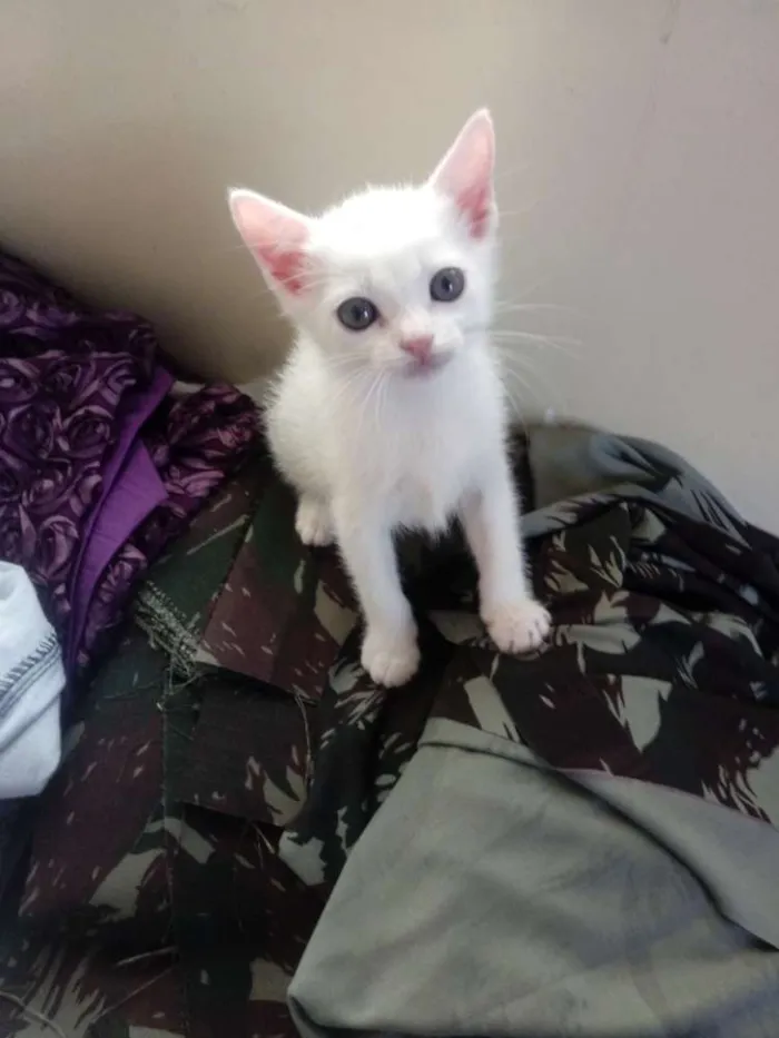 Gato raça Não definida idade Abaixo de 2 meses nome Recebido não tem nom
