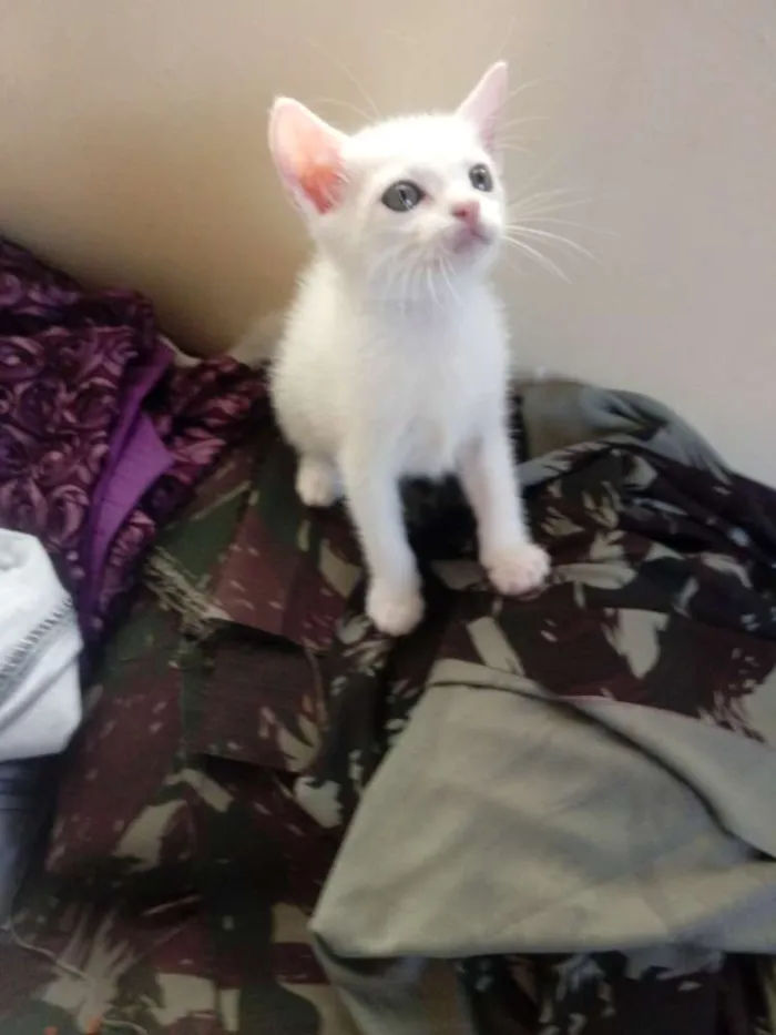 Gato raça Não definida idade Abaixo de 2 meses nome Recebido não tem nom