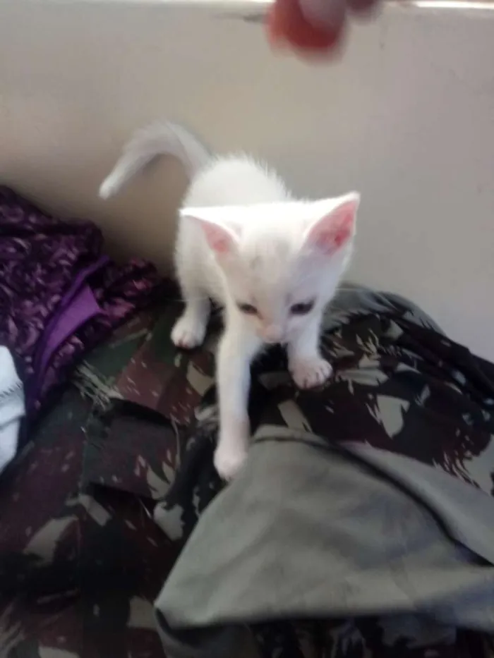 Gato raça Não definida idade Abaixo de 2 meses nome Recebido não tem nom