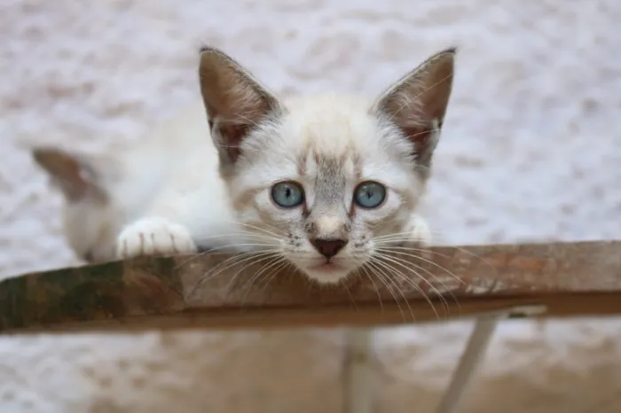 Gato ra a Srd idade 2 a 6 meses nome Cécil 