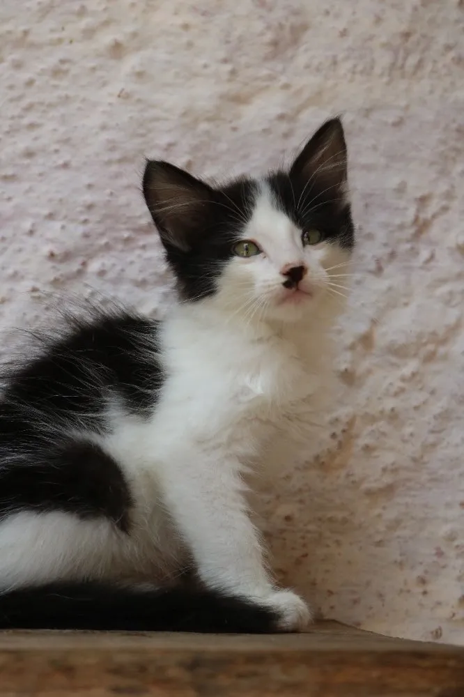 Gato ra a Srd idade 2 a 6 meses nome Leonardo 