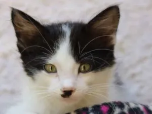 Gato raça Srd idade 2 a 6 meses nome Leonardo 