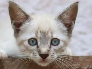 Gato raça Srd idade 2 a 6 meses nome Cécil 