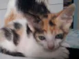 Pintadinha