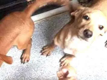 Cachorro ra a Srd idade 2 a 6 meses nome sem none