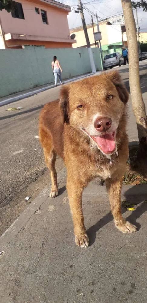 Cachorro raça Não definida idade 4 anos nome Madona