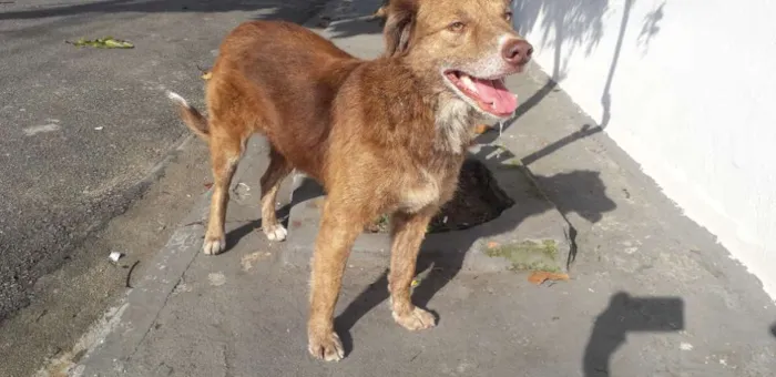 Cachorro raça Não definida idade 4 anos nome Madona