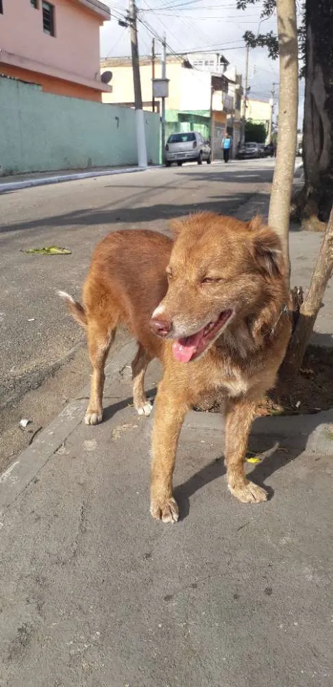 Cachorro raça Não definida idade 4 anos nome Madona