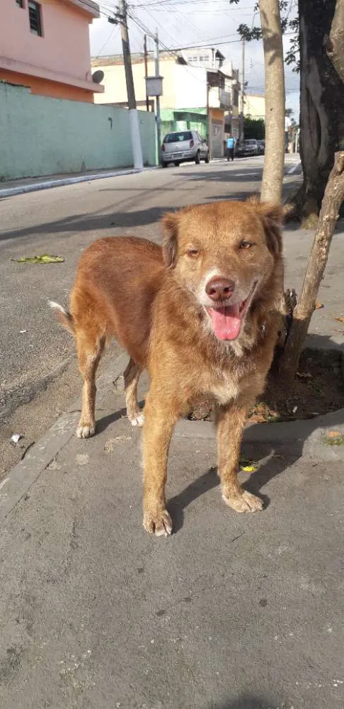 Cachorro raça Não definida idade 4 anos nome Madona