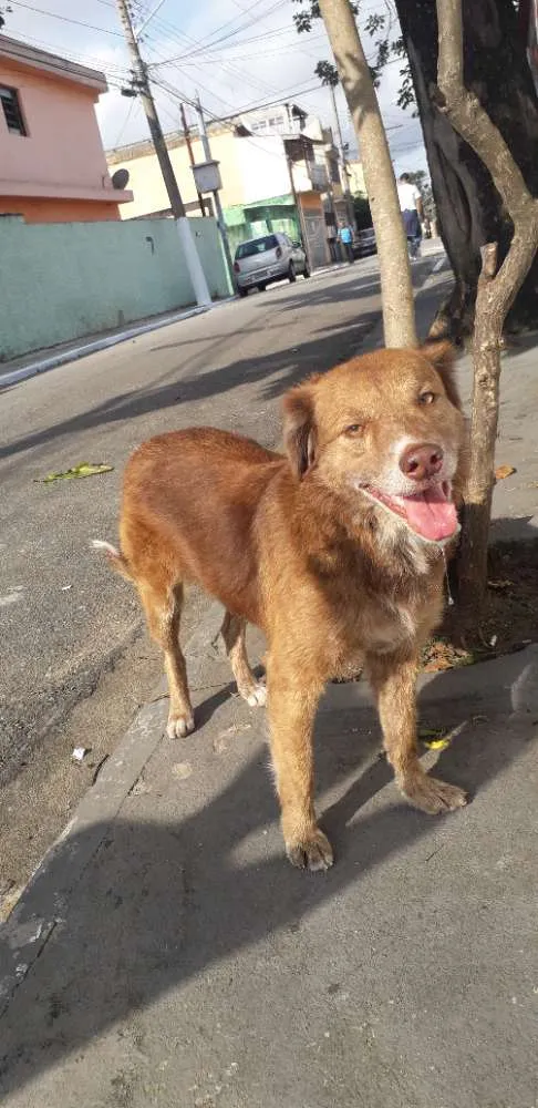Cachorro raça Não definida idade 4 anos nome Madona