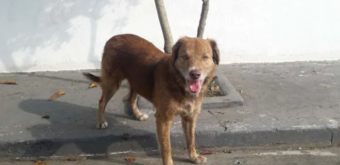 Cachorro raça Não definida idade 4 anos nome Madona