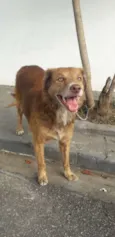 Cachorro raça Não definida idade 4 anos nome Madona