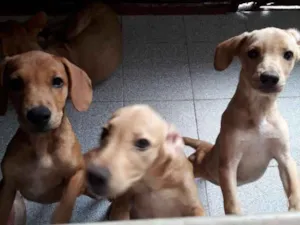 Cachorro raça Srd idade 2 a 6 meses nome sem none
