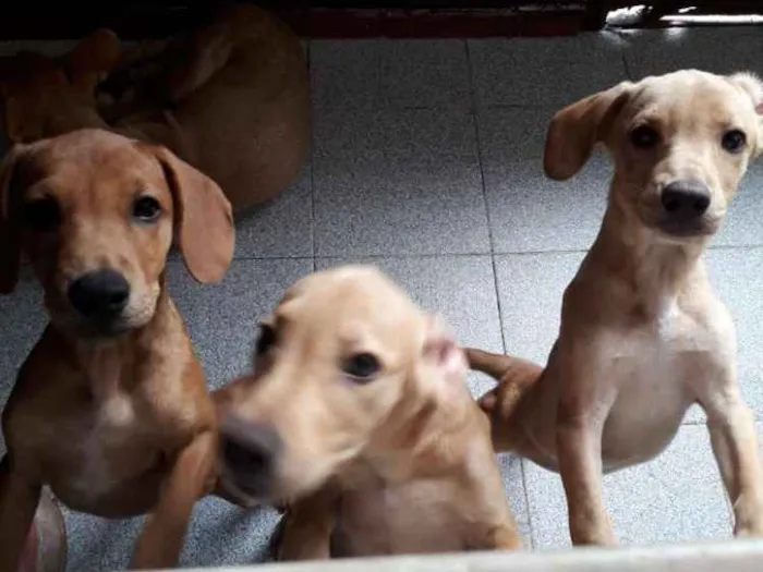 Cachorro ra a Srd idade 2 a 6 meses nome sem none