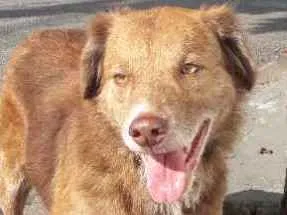 Cachorro raça Não definida idade 4 anos nome Madona