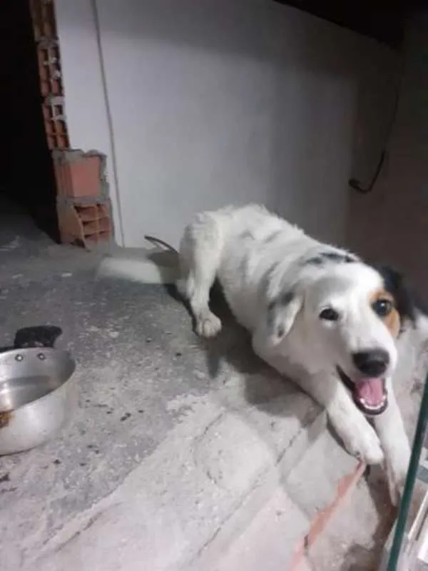 Cachorro ra a Indefinida idade 2 a 6 meses nome Sheik