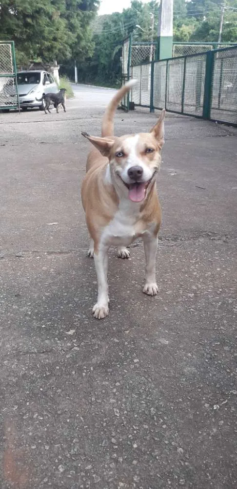 Cachorro ra a Não definida idade 2 anos nome Loira