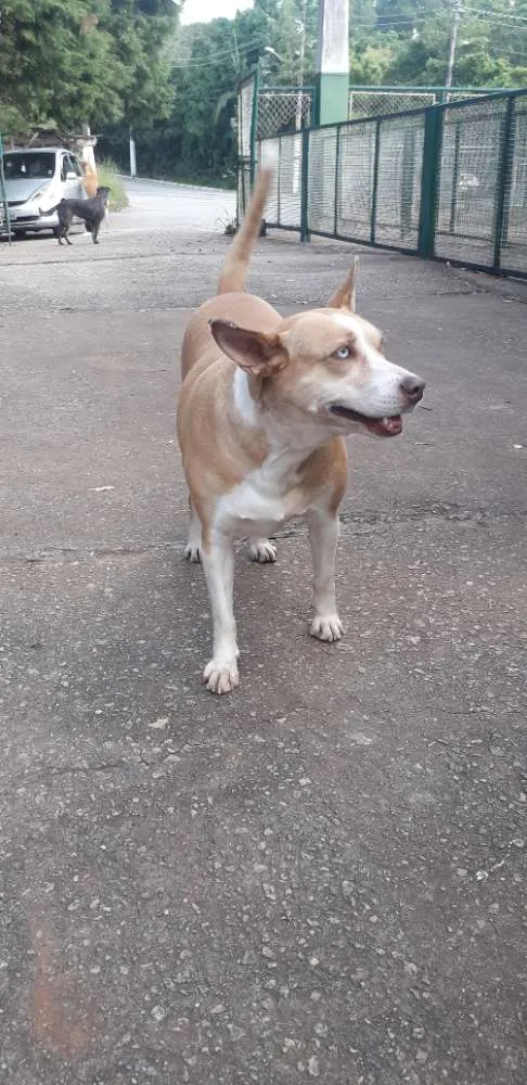 Cachorro ra a Não definida idade 2 anos nome Loira