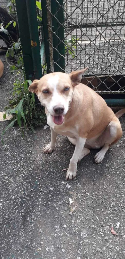 Cachorro ra a Não definida idade 2 anos nome Loira