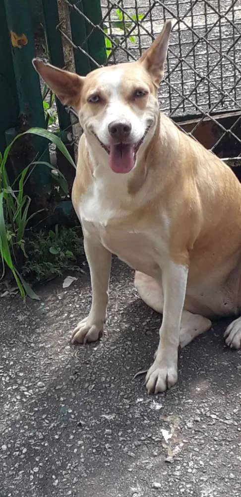 Cachorro ra a Não definida idade 2 anos nome Loira