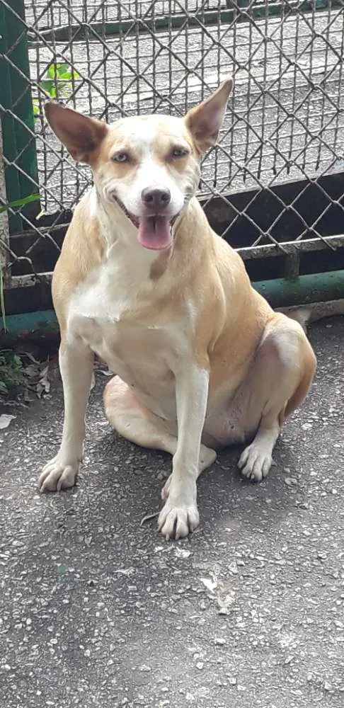 Cachorro ra a Não definida idade 2 anos nome Loira