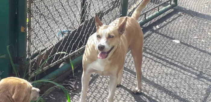 Cachorro ra a Não definida idade 2 anos nome Loira