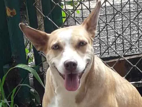 Cachorro ra a Não definida idade 2 anos nome Loira