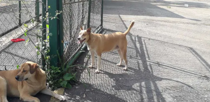 Cachorro ra a Não definida idade 2 anos nome Loira