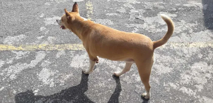 Cachorro ra a Não definida idade 2 anos nome Loira