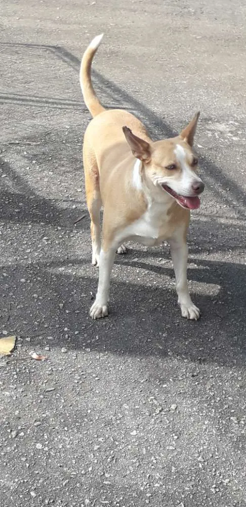 Cachorro ra a Não definida idade 2 anos nome Loira