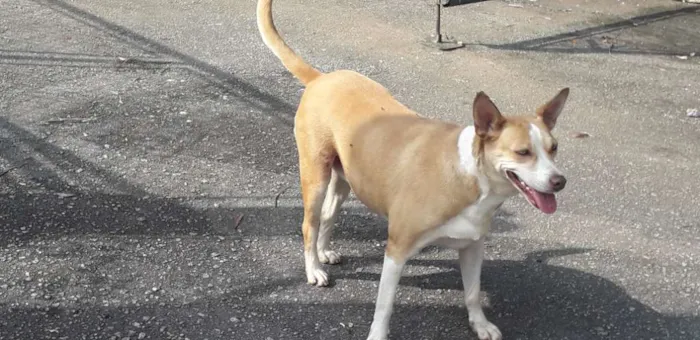 Cachorro ra a Não definida idade 2 anos nome Loira