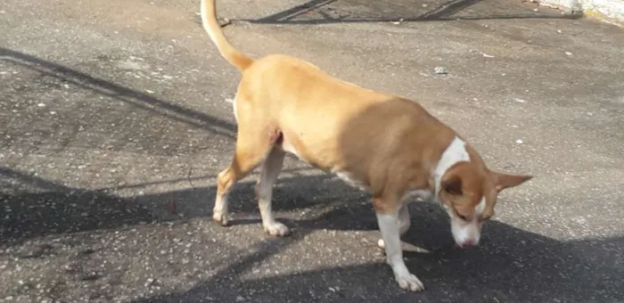 Cachorro ra a Não definida idade 2 anos nome Loira