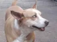 Loira