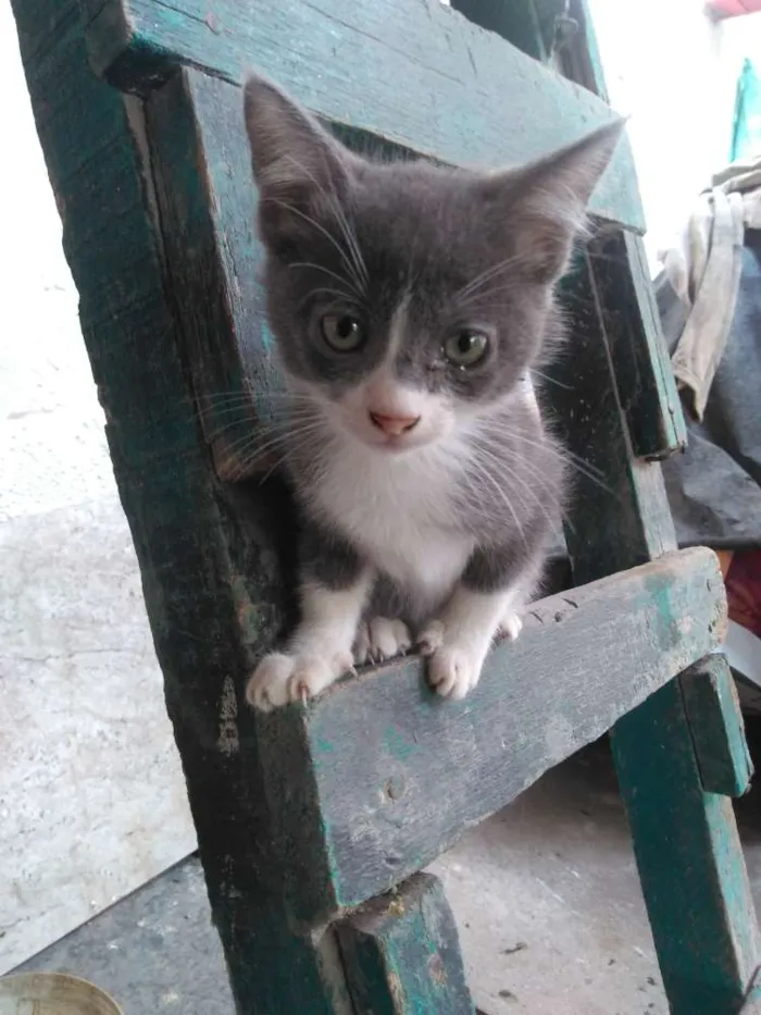 Gato ra a  idade 2 a 6 meses nome Billy