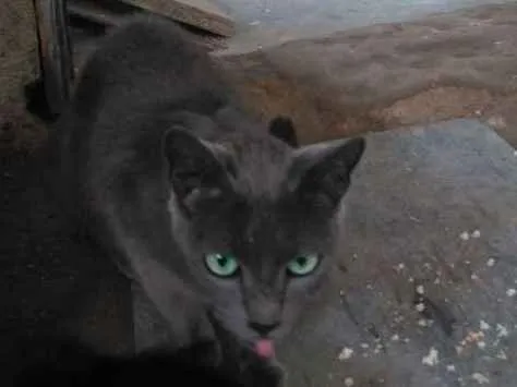 Gato ra a  idade 2 a 6 meses nome Billy