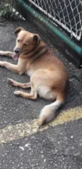 Cachorro raça Não definida idade 2 anos nome Sniff