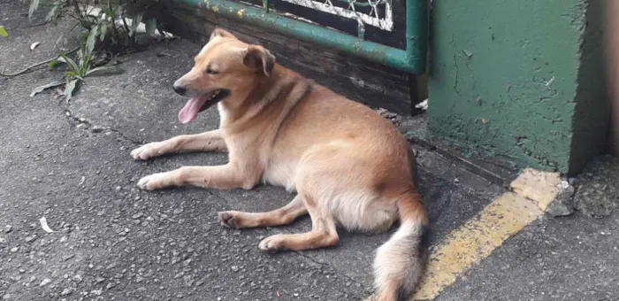Cachorro raça Não definida idade 2 anos nome Sniff