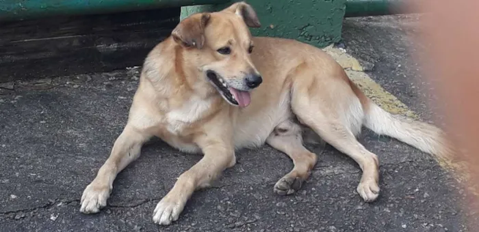 Cachorro raça Não definida idade 2 anos nome Sniff