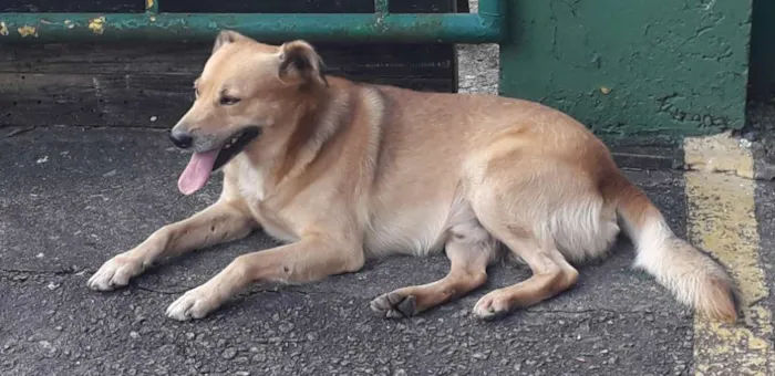 Cachorro raça Não definida idade 2 anos nome Sniff