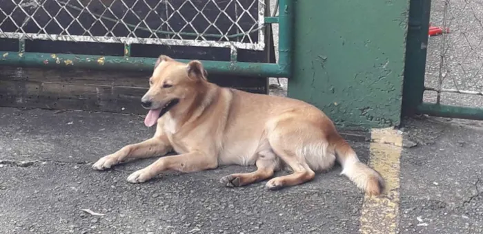 Cachorro raça Não definida idade 2 anos nome Sniff