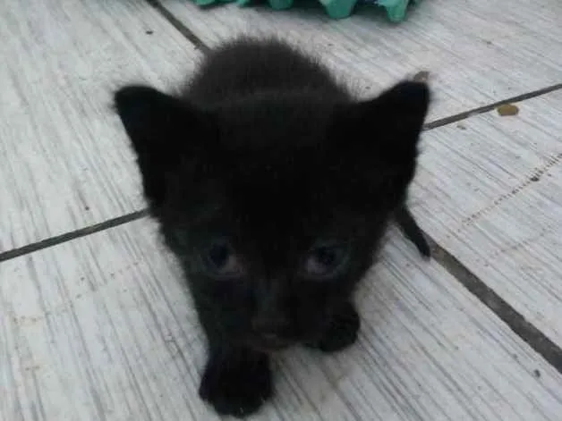 Gato ra a  idade 2 a 6 meses nome Billy