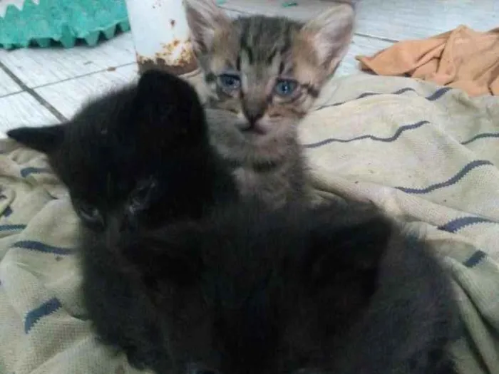Gato ra a  idade 2 a 6 meses nome Billy