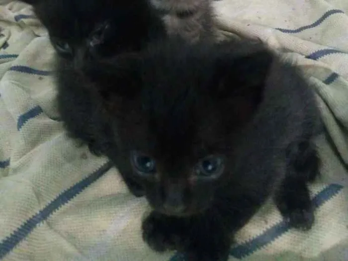 Gato ra a  idade 2 a 6 meses nome Billy