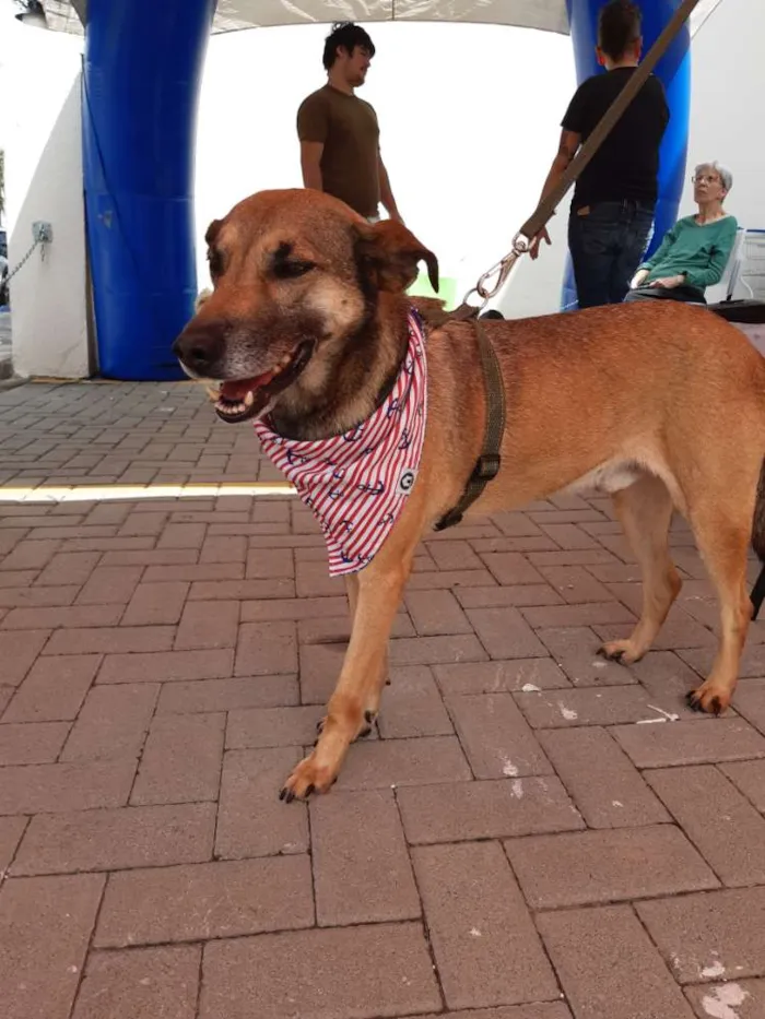 Cachorro ra a SRD idade 4 anos nome Théo
